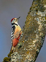 Middle Spotted Woodpecker {Dendrocopus medius} male on tree trunk, Latvia.