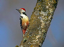Middle Spotted Woodpecker {Dendrocopus medius}  on tree trunk, Latvia.