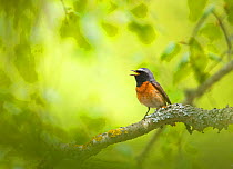 Redstart {Phoenicurus phoenicurus} male singing on branch, Estonia.