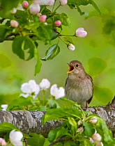 Thrush Nightingale singing (Luscinua luscinia) spring, Estonia