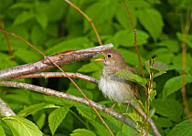 Thrush Nightingale(Luscinua luscinia) spring, Estonia