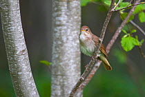 Thrush Nightingale(Luscinua luscinia) spring, Estonia