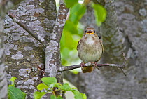 Thrush Nightingale(Luscinua luscinia) spring,  Estonia