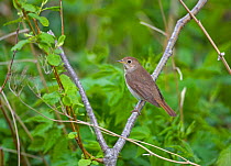 Thrush Nightingale(Luscinua luscinia) spring Estonia