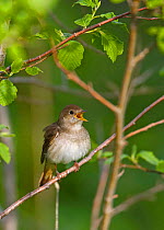 Thrush Nightingale(Luscinua luscinia) singing, spring, Estonia