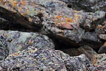 Bluethroat {Luscinia svecica / Erithacus svecicus} male perched on rock, Norway.