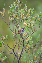 Bluethroat {Luscinia svecica / Erithacus svecicus} male perching in Willow (Salix) bush with prey, Norway.