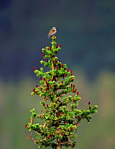 Red flanked bluetail {Tarsiger / Erithacus  cyanurus} female  perching at top of tree, Kuusamo Finland.