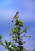 Red flanked bluetail {Tarsiger / Erithacus  cyanurus} male singing at top of tree, Kuusamo Finland.
