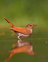 Nightingale {Luscinia / Erithacus megarhynchos} standing  in water, Hungary.