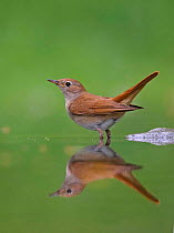 Nightingale {Luscinia / Erithacus megarhynchos} standing  in water, Hungary.