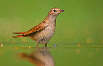 Nightingale {Luscinia / Erithacus megarhynchos} standing in water, Hungary.