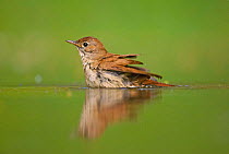Nightingale {Luscinia / Erithacus megarhynchos} bathing in water, Hungary.