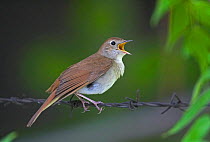 Nightingale {Luscinia / Erithacus megarhynchos} singing on barbed wire, Hungary.
