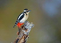 Great spotted Woodpecker {Dendrocopus major} perching on branch, Posio, Finland.