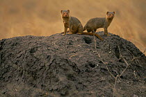 Dwarf mongoose on burrow {Helogale parvula} Serengeti NP, Tanzania
