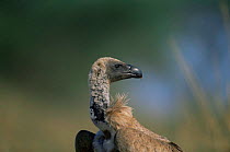 Ruppell's griffon vulture {Gyps rueppellii} Serengeti NP, Tanzania