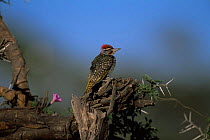 Nubian woodpecker {Campethera nubica} Serengeti NP, Tanzania