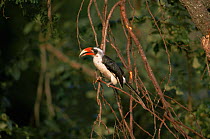 Von der Deckens hornbill {Tockus deckeni} Serengeti NP, Tanzania