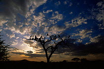 Silhouette of Ruppell's griffon vultures {Gyps rueppellii} and Whitebacked vultures perched in tree at sunset, Serengeti NP, Tanzania