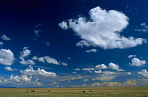 Wildebeest (Connochaetes taurinus) feeding on plains of Serengeti NP wiht big sky, Tanzania