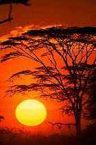 Sun setting over Serengeti NP with Acacia tree, Tanzania