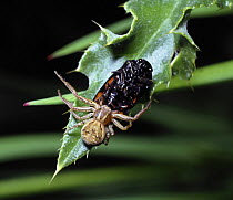 Crab Spider {Xysticus cristatus} with captured froghopper, Europe.