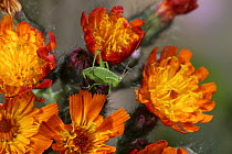 Speckled Bush Cricket {Leptophyes punctatissima} nymph on Orange Hawkweed, Europe.