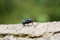 Greenbottle Fly {Lucilia sp} on tree bark.