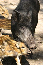 Wild boar {Sus scrofa} mother with piglets, Europe.