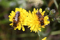 Hairy legged Mining Bee {Dasypoda hirtipes} males resting on Hawkweed flowers, Europe.
