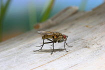 Parasitic fly {Prosena / Calirrhoe siberita} male showing haltere, Europe.