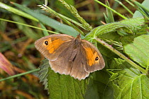 Meadow brown butterfly {Maniola jurtina} female basking on vegetation with Speckled bush cricket {Leptophyes punctatissima} Europe.
