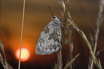 Marbled white butterfly {Melanargia galathea} roosting at sunset, Dorset, England.