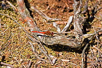 Ruddy Darter Dragonfly {Sympetrum sanguineum} male sunning, Dorset, UK