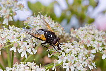 Dung / Noon fly {Mesembrina meridiana} feeding on Hogweed, Surrey, England.