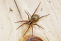 Meadow / Wolf Spider {Pardosa amentata} female carrying egg sac, Surrey, England.