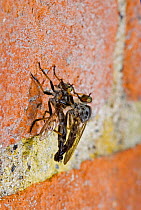 Robber Fly {Machimus atricapillus} mating pair on brick wall, Surrey, England.