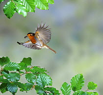 European Robin {Erithacus rubecula} in flight with food in beak, Surrey, England.