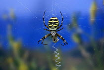 Orb web spider {Argiope bruennichi} female feeding on silk-wrapped prey in web showing stabilimentum, Isle of Wight, England.