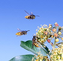 Common Wasp {Vespula vulgaris} workers attracted to Ivy {Hedera helix} in flower, Surrey, England, Digital composite.
