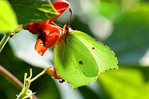 Brimstone Butterfly {Goneopteryx rhamni} female feeding on runner bean flowers, Surrey, England.