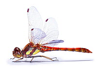 Common Darter Dragonfly {Sympetrum striolatum} male, captive.
