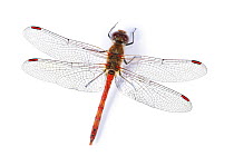 Common darter dragonfly {Sympetrum striolatum} male, captive, Digitally enhanced.
