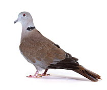 Collared Dove {Streptopelia decaocto} male, captive