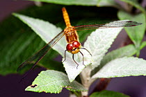 Common darter dragonfly {Sympetrum striolatum} female, Surrey, England.