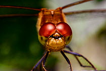Common Darter Dragonfly {Sympetrum striolatum} female, close-up of compound eyes, Surrey, England.