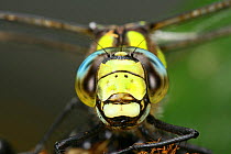 Southern Hawker Dragonfly {Aeshna cyanea}  face portrait, captive, Surrey, England. Digital composite.