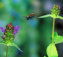 Jumping spider {Phidippus clarus} leaping between plants of Self-heal {Prunella vulgaris} USA.