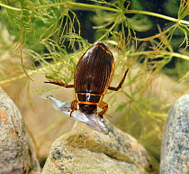 Female Great diving beetle {Dytiscus marginalis} feeding on Stickleback {Gasterosteus aculeatus} Surrey, England.